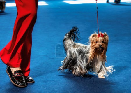 Funny Yorkshire terriers, tiny dogs. Cute animals. Pigtails, bows, all mimimi.