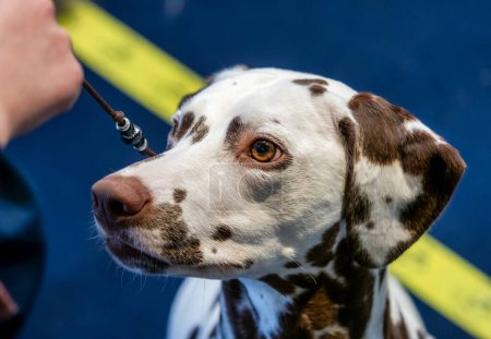 Beautiful white Dalmatian with brown spots. Elegant dog. Exhibitions, dog shows, pedigree dogs.