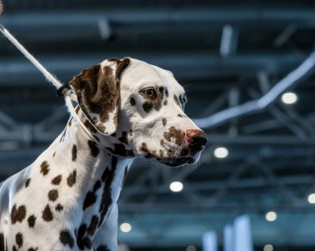 Beautiful white Dalmatian with brown spots. Elegant dog. Exhibitions, dog shows, pedigree dogs.