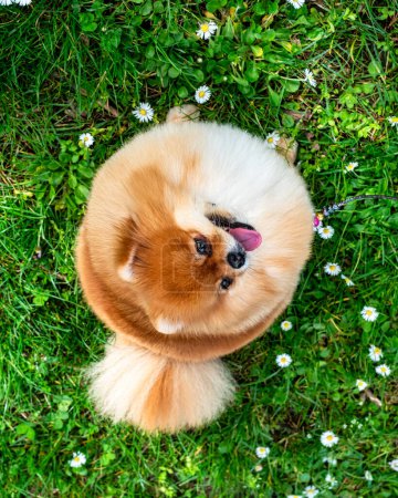 A funny spitz, a tiny dog. Looks like a round fluffy ball. Amazing little cutie.