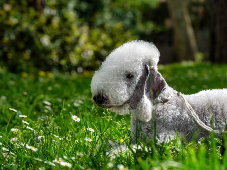 Drôle de Bedlington Terrier. Un chien qui ressemble à un mouton. Mignon, bien cisaillé, tout droit sorti du spectacle.