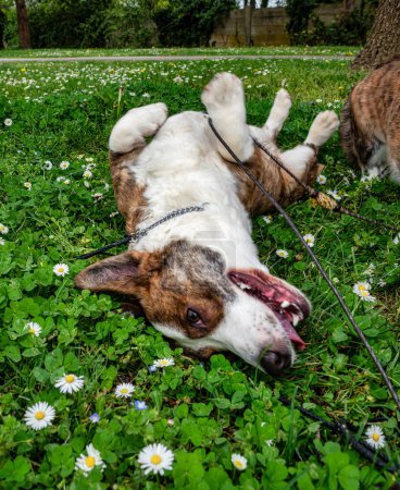 Funny two corgi cardigan dogs playing on a sunny lawn. Kind dog faces and sticking out their tongues.