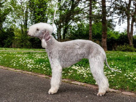 Funny Bedlington Terrier. A dog that looks like a sheep. Cute, nicely sheared, straight from the show.
