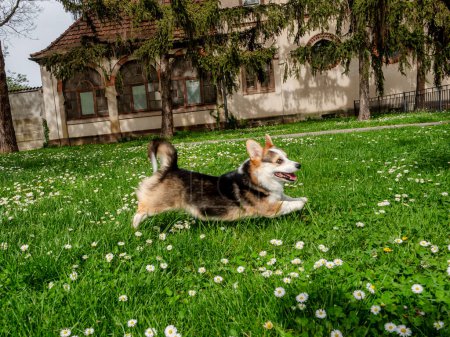 Funny dog tricolor corgi pembroke playing on a sunny lawn. Very active and very kind dog.