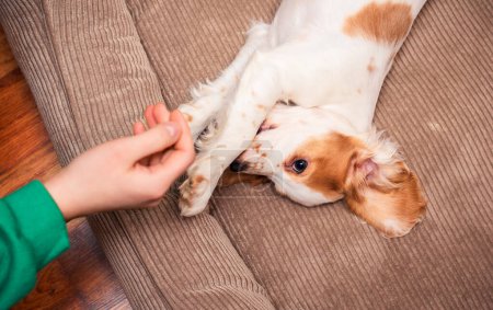 Photo for A small English Cocker Spaniel puppy is playing and wants to bite the owners hand. The dog is two months old. The puppy is in the dog bed. The photo is blurred. High quality photo - Royalty Free Image