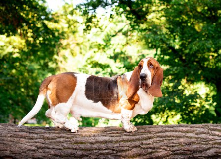 Téléchargez les photos : Un chien de chasse de basset se tient sur une bûche de bois sur un fond d'arbres. Le chien regarde sur le côté et vers le haut. Il a de longues oreilles et de tristes yeux. La photo est floue et horizontale. Photo de haute qualité - en image libre de droit