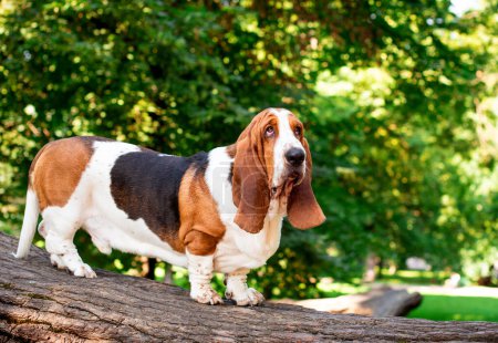 A basset hound dog stands sideways on a wooden log against a background of trees. A sad dog looks up. It has short legs and long ears. The photo is blurred and horizontal. High quality photo