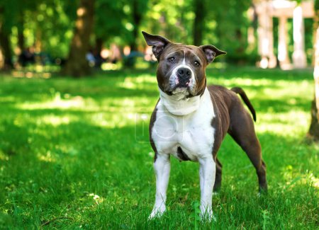Photo for American Staffordshire terrier stands on a blurred park background. The dog looks in front of him upset. The dog has a muscular body. Walk. The photo is blurred. High quality photo - Royalty Free Image