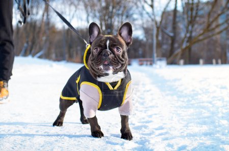 Französische Bulldogge verkleidet auf einer verschneiten Gasse stehend. Der Halter hält den Hund an der Leine. Der Hund hat einen muskulösen Körper. Stehen. Gehen. Das Foto ist unscharf und waagerecht. Hochwertiges Foto