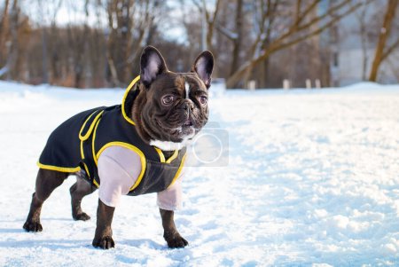 Französische Bulldogge verkleidet auf einer verschneiten Gasse stehend. Der Hund hat einen muskulösen Körper. Stehen. Gehen. Kleidung für Hunde. Das Foto ist unscharf und vertikal. Hochwertiges Foto