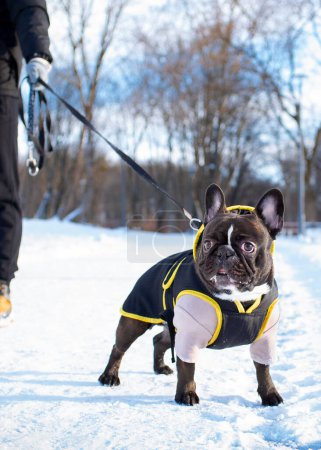 Französische Bulldogge verkleidet auf einer verschneiten Gasse stehend. Der Halter hält den Hund an der Leine. Der Hund ist aufmerksam. Gehen. Das Foto ist unscharf und vertikal. Hochwertiges Foto