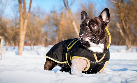 Eine verkleidete französische Bulldogge steht im Schnee vor einem Parkhintergrund. Der Hund drehte seinen Kopf zur Seite. Winter. Ausbildung. Gehen. Das Foto ist horizontal und verschwommen. Hochwertiges Foto