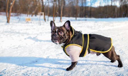 Im Hintergrund des Parks steht eine gekleidete französische Bulldogge im Schnee. Der Hund steht zur Seite und dreht den Kopf. Winter. Lehre. Gehen. Das Foto ist horizontal und verschwommen. Hochwertiges Foto