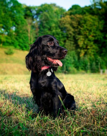 Schwarzer Hund der englischen Cockerspaniel-Rasse sitzt auf einem Baumhintergrund. Der Hund ist zehn Monate alt. Er schaut weg und streckt die Zunge heraus. Porträt. Ausbildung. Jäger. Das Foto ist unscharf