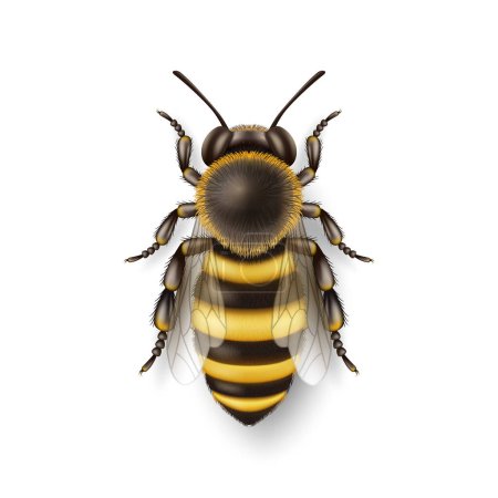 Vector 3d Realistic Detailed Honey Bee Icon Closeup Isolated on White Background. Queen Honeybee Design Template, Vector Illustration of Bee in Macro, Top VIew.