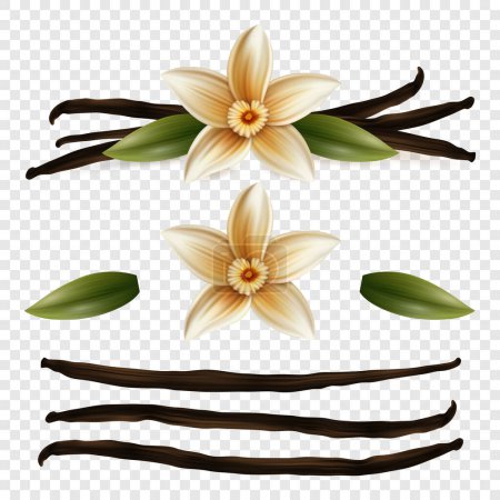 Vecteur 3d réaliste doux parfumé fleur de vanille fraîche avec gousses de graines séchées et feuilles Set Closeup isolé. Modèles de conception pour arômes distinctifs, concept culinaire. Vue de face.