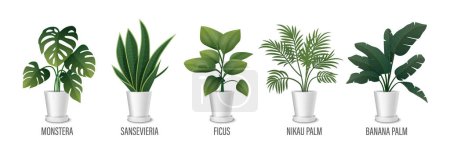 Illustration for Vector House Plant in Pot Icon Set - Monstera, Sansevieria, Banana Palm, Ficus, Rhopalostylis, Nikau Palm in Pots Isolated on White. Houseplants Collection, Interior Plants. Vector Illustration. - Royalty Free Image
