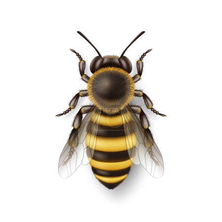 Vector 3d Realistic Detailed Honey Bee Icon Closeup Isolated on White Background. Queen Honeybee Design Template, Vector Illustration of Bee in Macro, Top VIew.