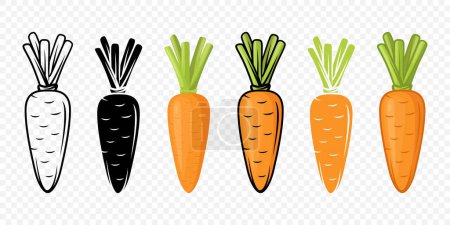 Vector Carrot Icon Set Closeup Isolated. Fresh Black and White and Orange Color Carrot Design Template. Healthy Eating Concept. Front View.