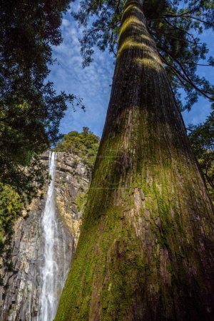 Téléchargez les photos : Nachi Falls Nachi no Taki à Nachikatsuura, préfecture de Wakayama au Japon deuxième plus haute cascade japonaise à Kumano Kodo - en image libre de droit