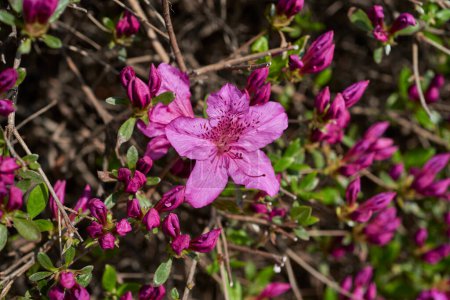 Rhododendron mucronulatum, koreanischer Rhododendron rosebay Azalee-Strauch blüht im Frühling in Südkorea