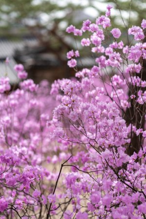 Rhododendron mucronulatum, Korean rhododendron rosebay Azalea shrub flowers blooming in spring in South Korea