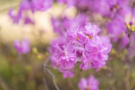 Rhododendron mucronulatum, koreanischer Rhododendron rosebay Azalee-Strauch blüht im Frühling in Südkorea