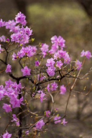 Rhododendron mucronulatum, rhododendron coréen rosebay Fleurs d'arbuste d'azalée fleurissant au printemps en Corée du Sud