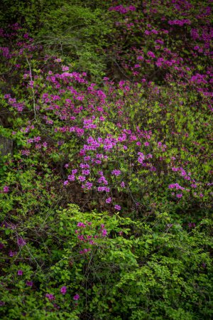 Rhododendron mucronulatum, Korean rhododendron rosebay Azalea shrub flowers blooming in spring in South Korea