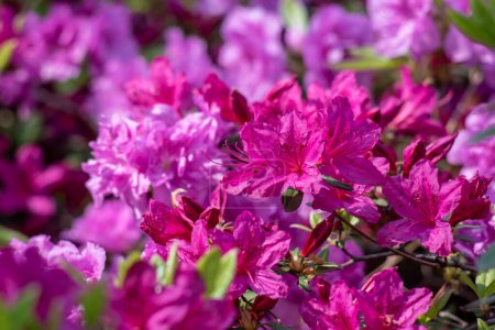 Rhododendron mucronulatum, rhododendron coréen rosebay Fleurs d'arbuste d'azalée fleurissant au printemps en Corée du Sud