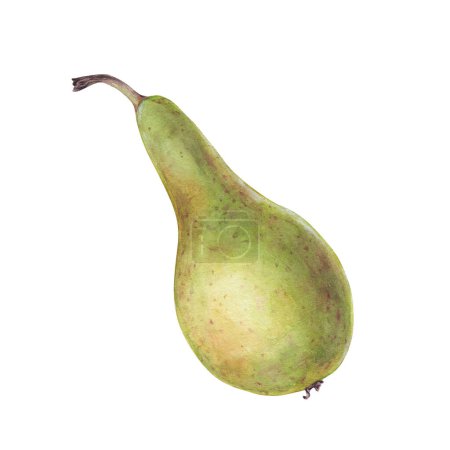Watercolor conference pear, hand drawn fruit illustration