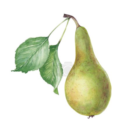 Watercolor conference pear with leaves, hand drawn fruit illustration