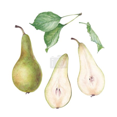 Set of watercolor conference pears and leaves, hand drawn fruit illustration