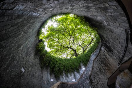 Téléchargez les photos : Fort conserverie tunnel d'arbre de parc vue de dessous. Un célèbre spot photo à Singapour - en image libre de droit