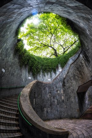 fort canning park tree tunnel viewed from below. A famous photo spot in Singapore