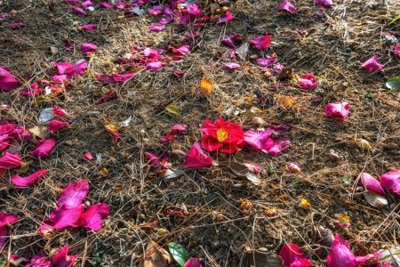 Téléchargez les photos : Fleurs de camélia tombées par terre dans le parc Cheonsaseom Bonsai à Sinan, Corée du Sud - en image libre de droit