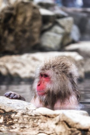 Téléchargez les photos : Singes des neiges également appelé macaque japonais relaxant près de l'eau de source chaude dans Jigokudani Monkey Park dans la préfecture de Nagano, Japon. - en image libre de droit