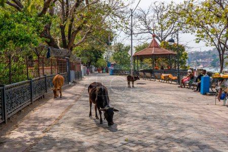 Téléchargez les photos : Rishikesh, Uttarakhand, Inde - 29.03.2023 : Route traditionnelle vers le temple en Inde, vaches animales sacrées dans la rue. Photo de haute qualité - en image libre de droit