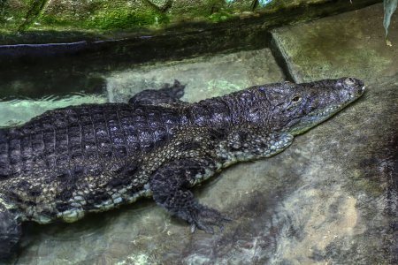 Téléchargez les photos : Portrait d'un crocodile du Nil au repos dans une maison de reptiles. Photo de haute qualité - en image libre de droit