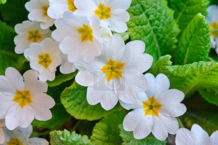 Photo for White primrose close-up. Many flowers. Grows in a natural environment in the garden - Royalty Free Image