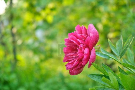 Photo for Pink peony close-up with boke in garden after rain - Royalty Free Image