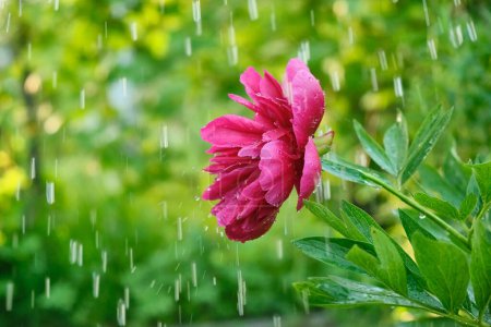 Photo for Pink peony close-up with boke in garden during rain - Royalty Free Image