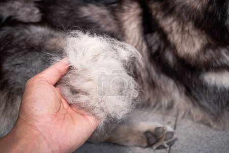 Téléchargez les photos : Les cheveux du chien sont à portée de main. Les chiens qui sont en mauvaise santé causent beaucoup de perte de cheveux. La fourrure du chien est jetée parce qu'il est temps de la jeter. Perte de cheveux de chien. - en image libre de droit