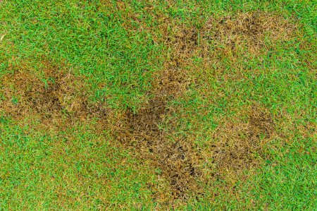 un parche es causado por la destrucción de hongos Rhizoctonia Solani cambio de hoja de hierba de verde a marrón muerto en un círculo césped textura fondo hierba seca muerta. Hierba muerta del fondo de la naturaleza.