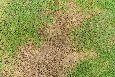 A patch is caused by the destruction of fungus Rhizoctonia Solani grass leaf change from green to dead brown in a circle lawn texture background dead dry grass. Dead grass of the nature background.