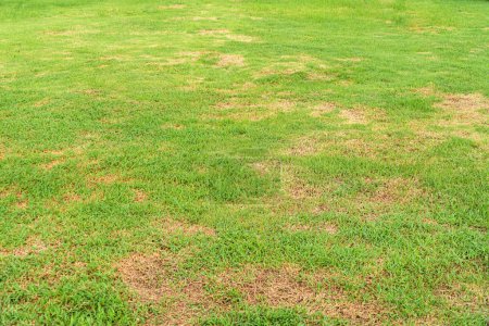 un parche es causado por la destrucción de hongos Rhizoctonia Solani cambio de hoja de hierba de verde a marrón muerto en un círculo césped textura fondo hierba seca muerta. Hierba muerta del fondo de la naturaleza.