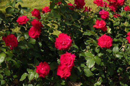 Téléchargez les photos : Rosiers de jardin magenta roses beaucoup, fleur de grand diamètre, fleur. Plantation de roses de jardin sur la rue de la ville au soleil. - en image libre de droit