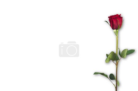 Photo for Valentines Day. Flowers composition. Round frame made of rose flowers, confetti on white background. Valentines day background. Flat lay, top view, copy space. - Royalty Free Image