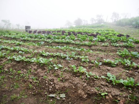 Foto de Agricultura rural: Una mirada a la industria agrícola de hortalizas, Trabajadores en crecimiento - Imagen libre de derechos