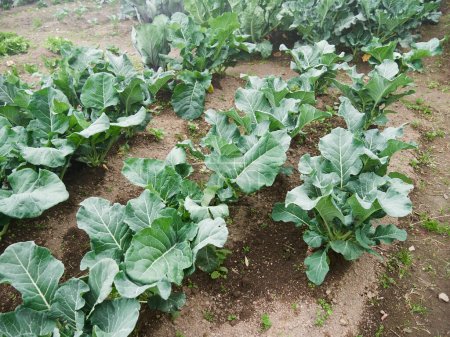 Téléchargez les photos : Agriculture rurale : un regard sur les légumes Industrie agricole, Travailleurs en pleine croissance - en image libre de droit